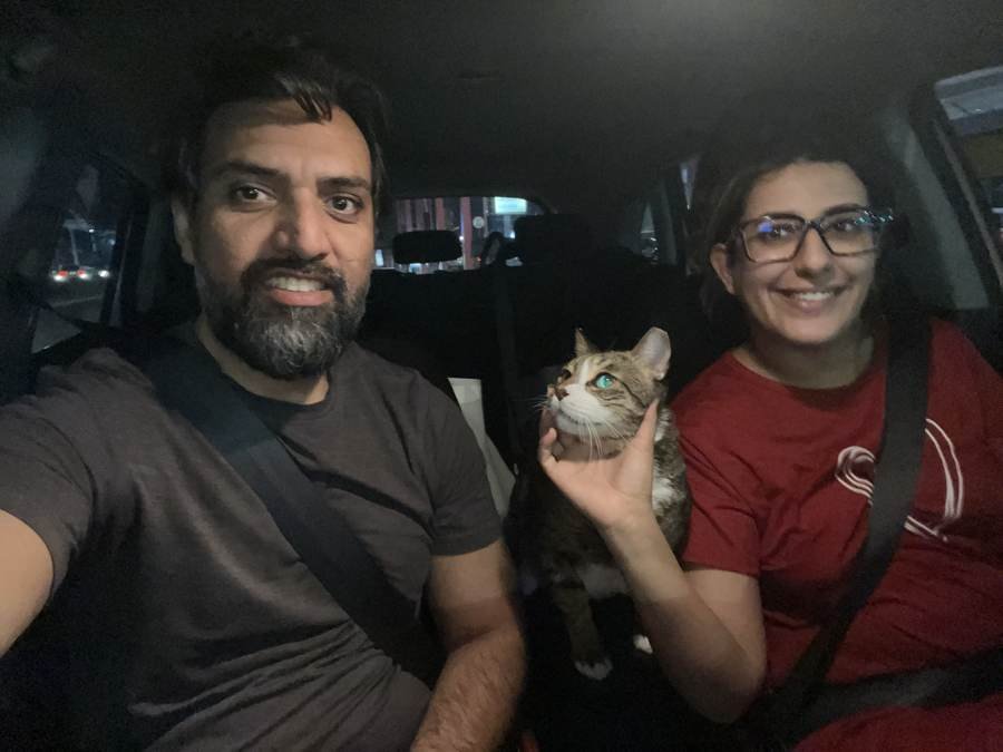cat in the car